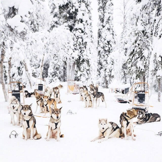 SUCCESSFUL DOG SLEDDING, Sled Dog Races