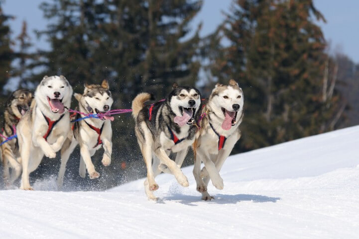 Sled Dog Race History and Origins