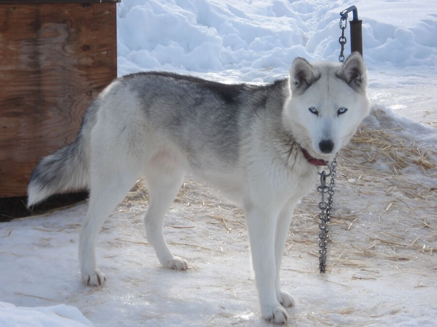 SUCCESSFUL DOG SLEDDING, Sled Dog Races