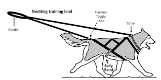 Sled Dogs Mushing Harness Measure