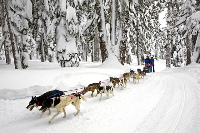 SUCCESSFUL DOG SLEDDING, Sled Dog Races