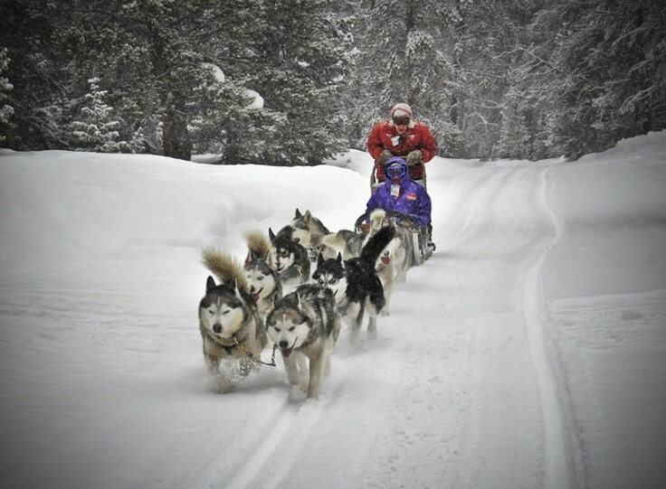 Iditarod Sled Dog Race, Sled Dogs Mushing