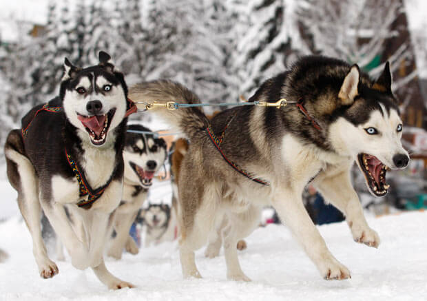 Sled Dogs Mushing TOURS