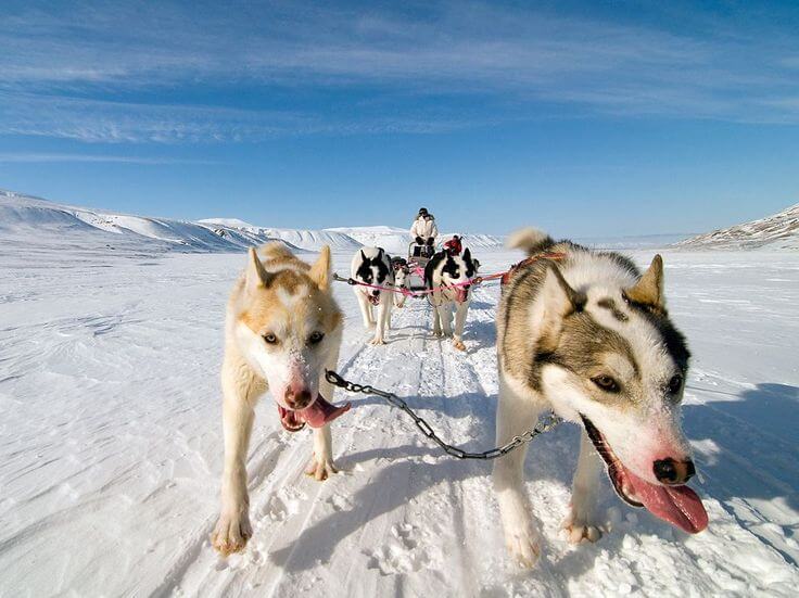 Sled Dog Race, Sledding Dogs Competition, Alaskian, Siberian Husky and Malamutes, Fastest Dog Breeds, Speed of Dogs