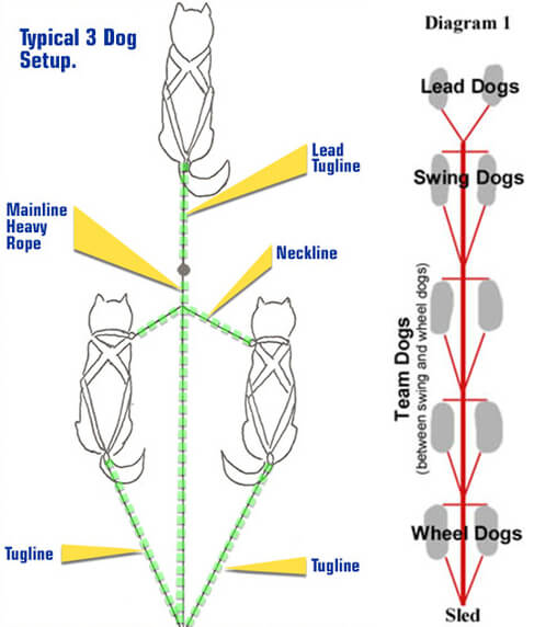 Dog Sled Race, Fastest Dog Breeds, Speed of Dogs