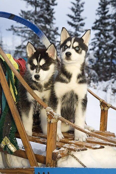 Sled Dogs Mushing TOURS