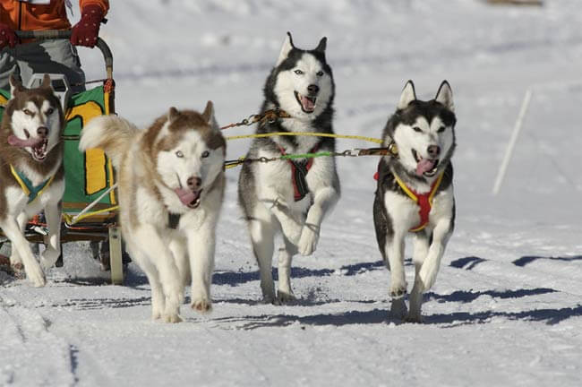 Sled Dogs Mushing Museum