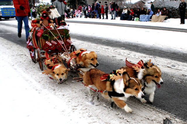 Sled Dogs Mushing Museum