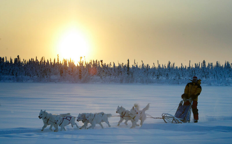 SUCCESSFUL DOG SLEDDING, Sled Dog Races