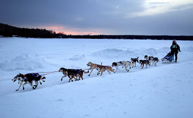 SUCCESSFUL DOG SLEDDING, Sled Dog Races