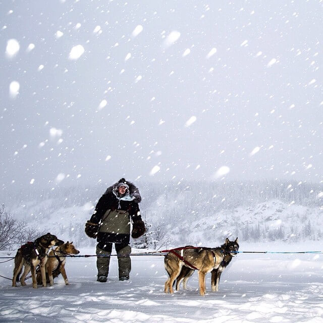 Sled Dogs Mushing TOURS