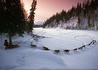 SUCCESSFUL DOG SLEDDING, Sled Dog Races