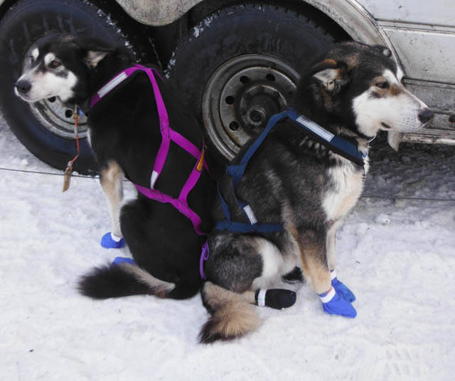 Sled Dog Race History and Origins