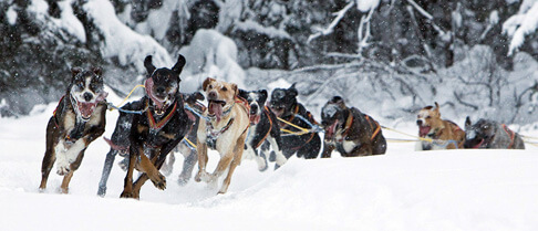 SUCCESSFUL DOG SLEDDING, Sled Dog Races