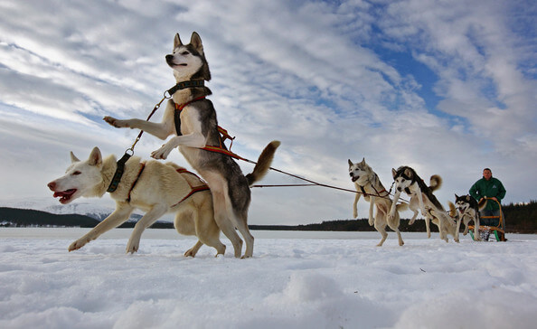 SUCCESSFUL DOG SLEDDING, Sled Dog Races