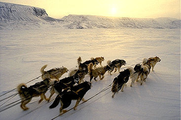 SUCCESSFUL DOG SLEDDING, Sled Dog Races