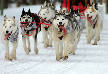 SUCCESSFUL DOG SLEDDING, Sled Dog Races