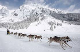 Sled Dogs Mushing TOURS