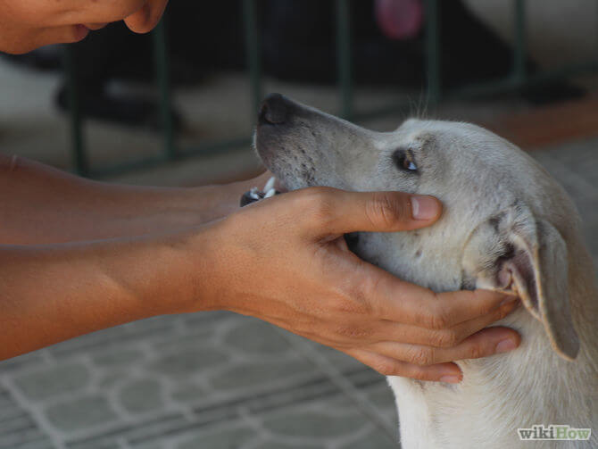 DOG COMMUNICATION BODY LANGUAGE