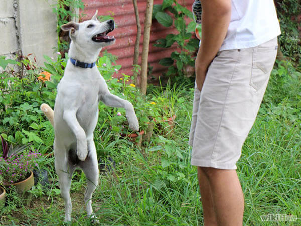 Dog Gestures, Dog Body Language