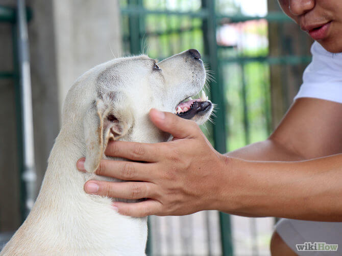 DOG COMMUNICATION BODY LANGUAGE