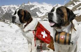 Dogs Medicine, Veterinary, First Aid