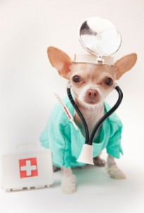 Dogs Medicine, Veterinary, First Aid