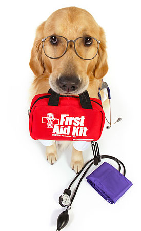 Dogs Medicine, Veterinary, First Aid