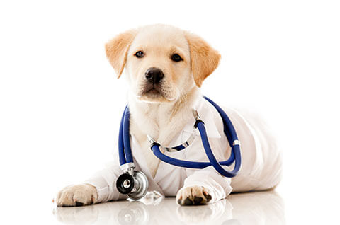 DOG FIRST AID, DOG MEDICINE, DOG VETERINARY