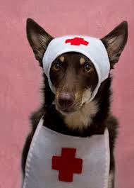 Dogs Medicine, Veterinary, First Aid