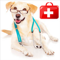 Dogs Medicine, Veterinary, First Aid