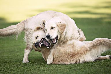 DOG PARK FIGHT