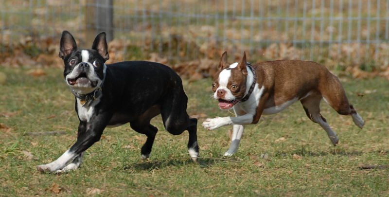 DOG FRIENDLY PARK