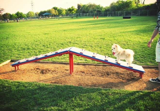 DOG PARK