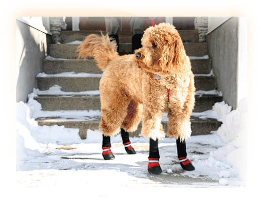 BUY BEST DOG BOOTS, SOCKS & SHOES ONLINE