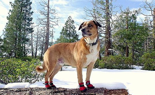 BUY BEST DOG BOOTS, SOCKS & SHOES ONLINE