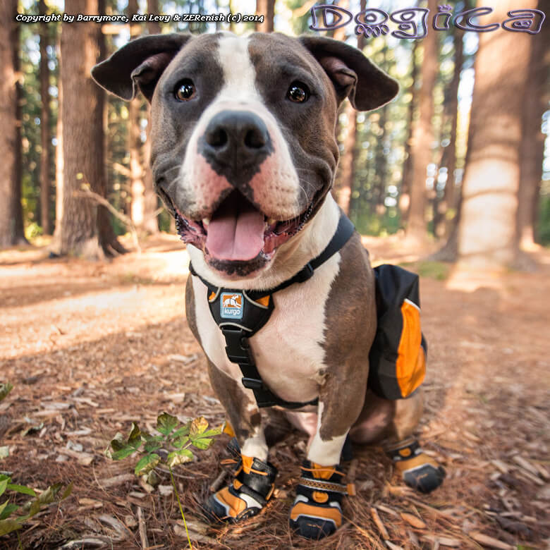 Dog Shoes and Boots How To Choose Guide Information