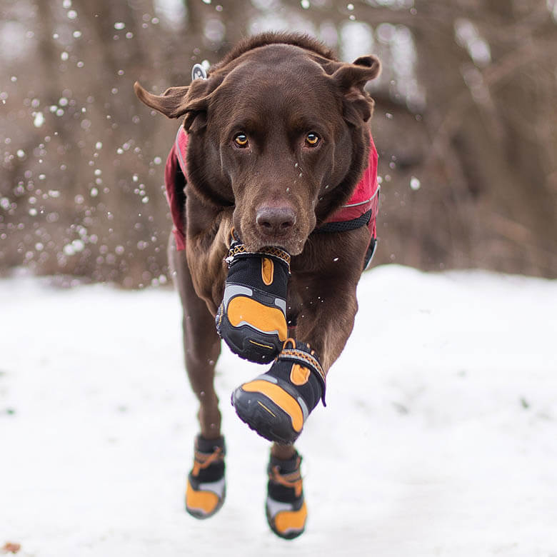 Dog Wears Boots