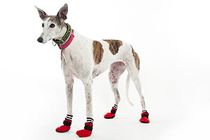 Dog Boots Online