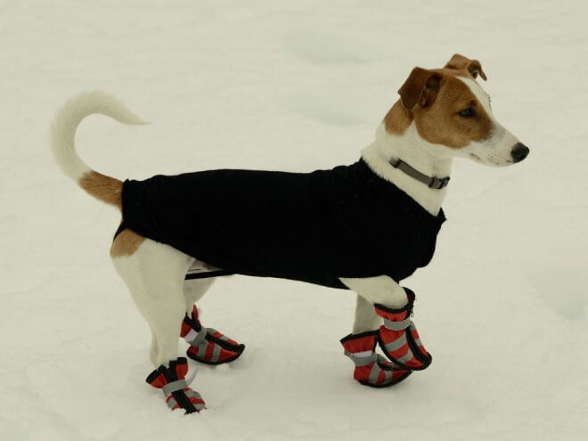 How to Get Dog used to Shoes and Boots Types, Sizes, Cost