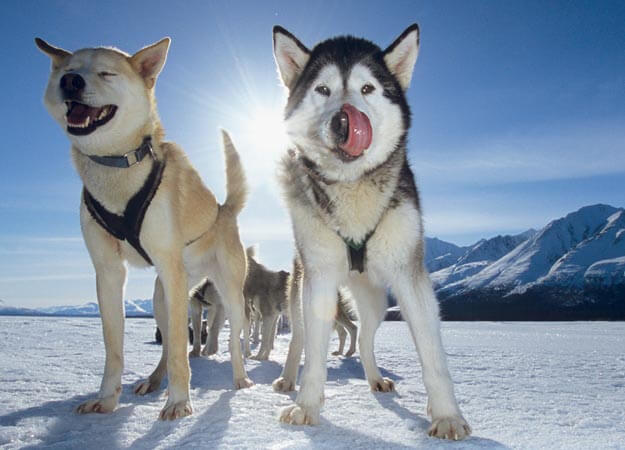 Sled Dog Race, Sledding Dogs Competition, Alaskian, Siberian Husky and Malamutes, Fastest Dog Breeds, Speed of Dogs