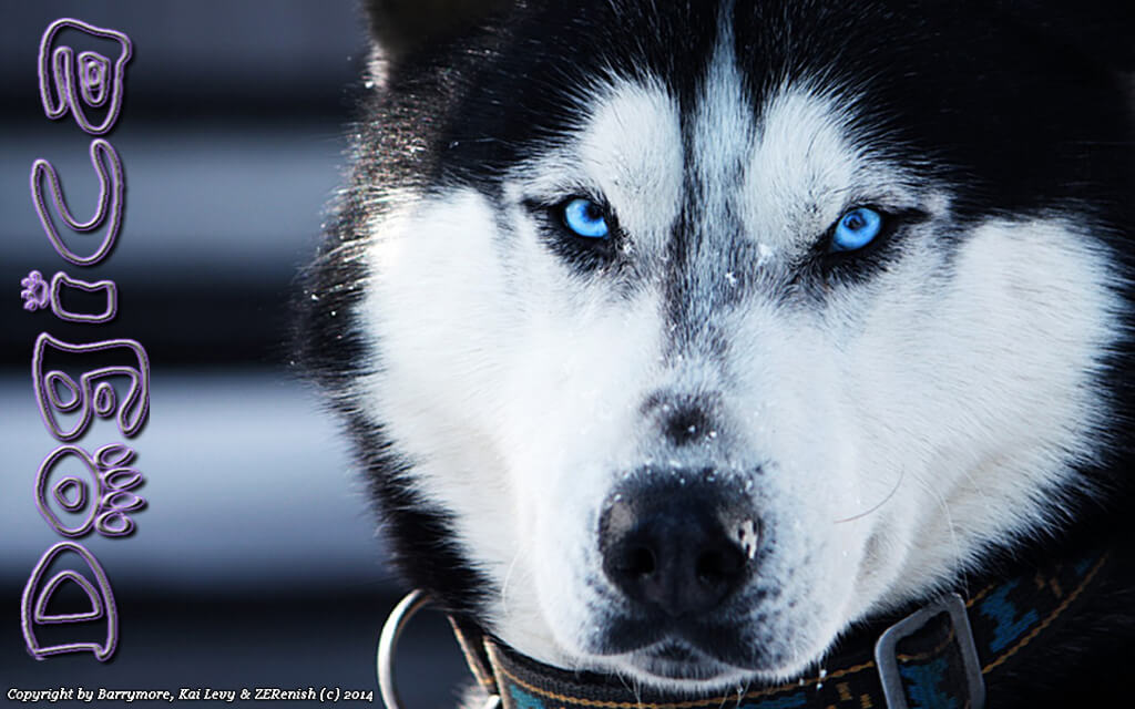 Sled Dog Race, Sledding Dogs Competition, Alaskian, Siberian Husky and Malamutes, Fastest Dog Breeds, Speed of Dogs