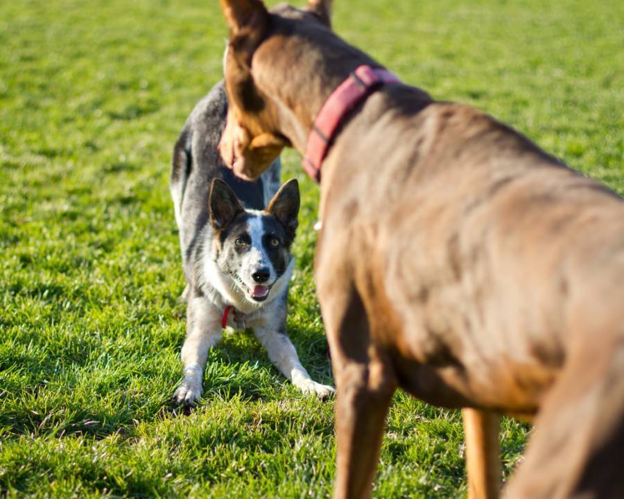 DOG PARK RULES