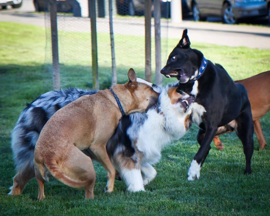 DOG PARK ETIQUETTE