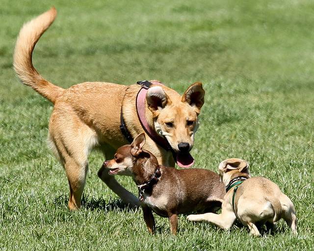 DOG FRIENDLY PARK