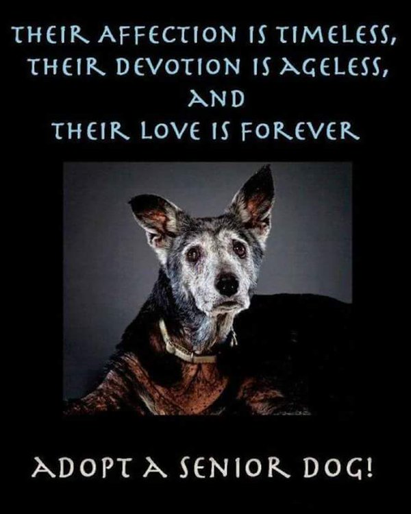 Dog demotivators and graphics