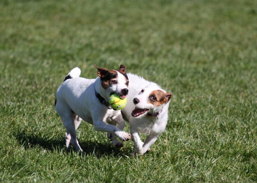 DOG PARK ETIQUETTE