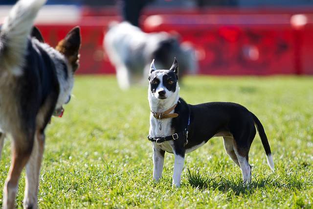 DOG PARK RULES