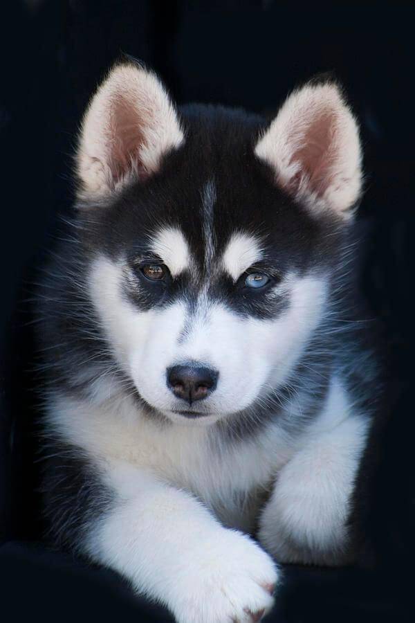 Sled Dog Race Malamutes