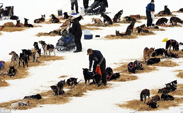 Iditarod Sled Dog Race, Sled Dogs Mushing